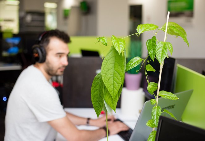 Software tester with a plant on his desk